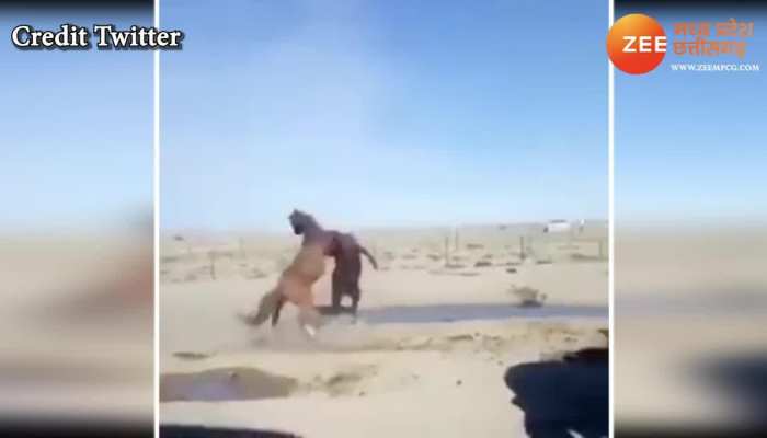 social media viral video fierce fight between two horses mpap