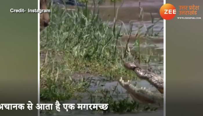 its horrible video lion and crocodile came face to face than see what happened pcup
