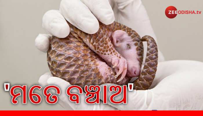 କେବେ ଫସିବେ 'ମଗର' ? କେବେ ଫସିବେ 'ମଗର' ?