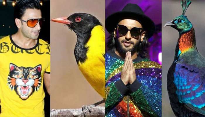 Ranveer Singhs outlandish fashion comes from birds, The proof is hidden in these photos Ranveer Singhs outlandish fashion comes from birds, The proof is hidden in these photos