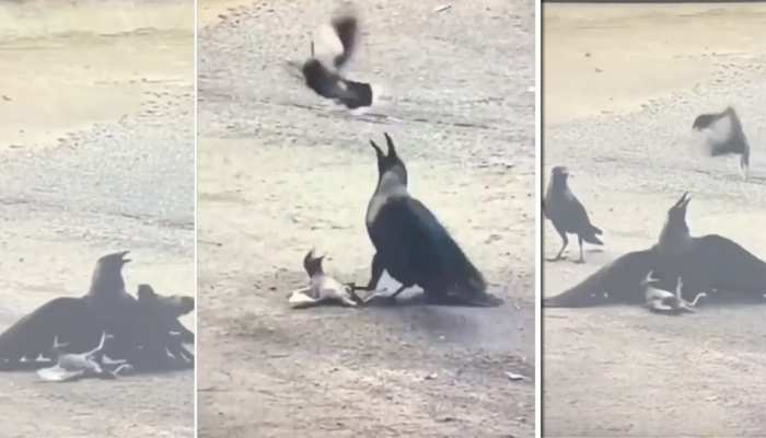 Video Video Of Fighting Crow And Bird The Mother Rescued Video क आ न च ड य क बच च क प ज स दब च म न च च म र म रकर बच य Hindi News जर हटक