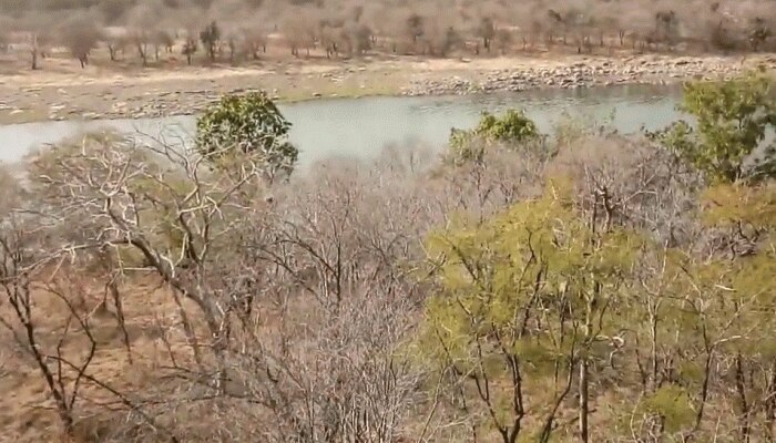 Chittorgarh News: गर्मी के चलते Bhainsrorgarh Wildlife Sanctuary में पानी की कमी Chittorgarh News: गर्मी के चलते Bhainsrorgarh Wildlife Sanctuary में पानी की कमी