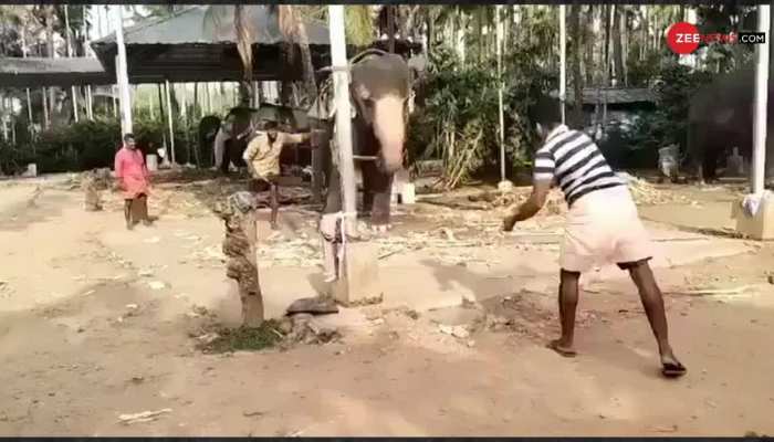 Viral Video: Elephant plays cricket with group of men in village, goes Viral | Viral video
