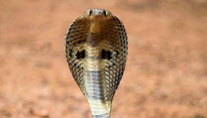 Saharsa: सांप काटने पर मरीज को अस्पताल ले गए परिजन, इलाज के साथ चला झाड़-फूंक का ड्रामा Saharsa: सांप काटने पर मरीज को अस्पताल ले गए परिजन, इलाज के साथ चला झाड़-फूंक का ड्रामा