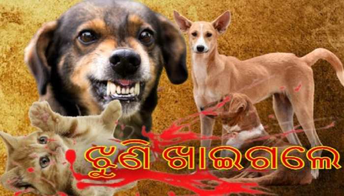 କ୍ରୁରତାର ସୀମା ଲଙ୍ଘିଲା ମଣିଷ; ଘରେ ପଶିଲା ବୋଲି ବିଲେଇ ଛୁଆକୁ ମାରି ଫିଙ୍ଗି ଦେଲେ କ୍ରୁରତାର ସୀମା ଲଙ୍ଘିଲା ମଣିଷ; ଘରେ ପଶିଲା ବୋଲି ବିଲେଇ ଛୁଆକୁ ମାରି ଫିଙ୍ଗି ଦେଲେ