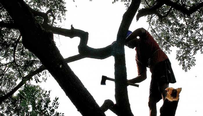 कोरोना काल में ऑक्सीजन की 'किल्लत', पेड़ काटने वाले लोग नहीं आ रहे बाज कोरोना काल में ऑक्सीजन की 'किल्लत', पेड़ काटने वाले लोग नहीं आ रहे बाज