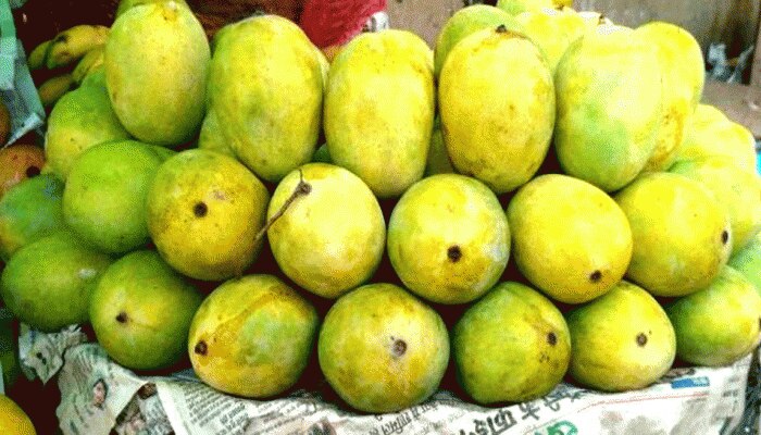 चक्रवाती तूफान Tauktae का शिकार हुए 'वागड़ के देसी आम', आंसू बहा रहे मजबूर किसान चक्रवाती तूफान Tauktae का शिकार हुए 'वागड़ के देसी आम', आंसू बहा रहे मजबूर किसान