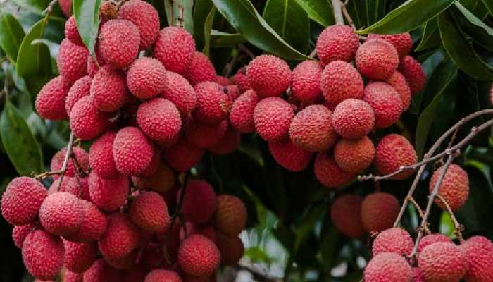 Export of first batch of Shahi litchi from Bihar to Britain Ministry of Commerce | कोरोना काल के बावजूद भारत की शाही लीची पर 'ललचाया' ब्रिटेन, भेजी गई पहली खेप । Hindi