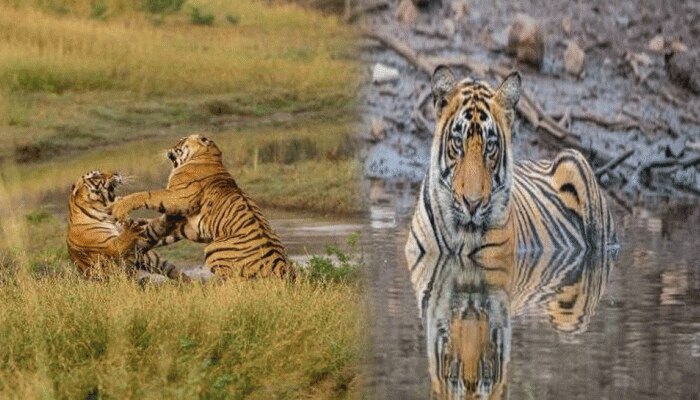 Sawai Madhopur: Ranthambore की बाघिन रिद्धि की जल्द शिफ्ट किया जाएगा सरिस्का