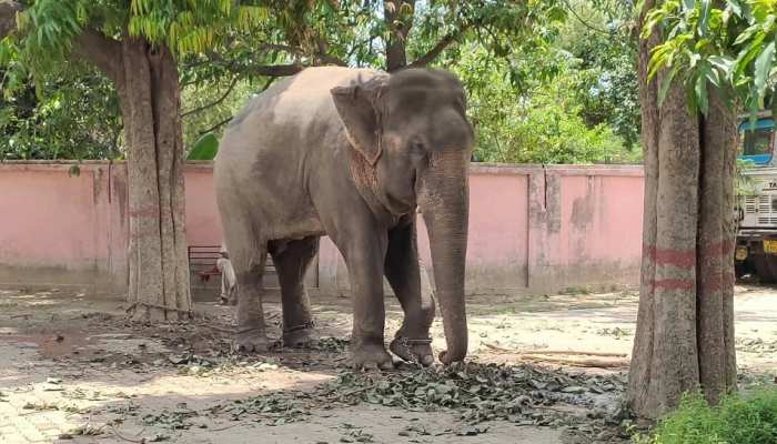 1.5 साल से सजा काट रहे मिट्ठू हाथी की रिहाई का रास्ता साफ, भेजा जाएगा दुधवा नेशनल पार्क 1.5 साल से सजा काट रहे मिट्ठू हाथी की रिहाई का रास्ता साफ, भेजा जाएगा दुधवा नेशनल पार्क