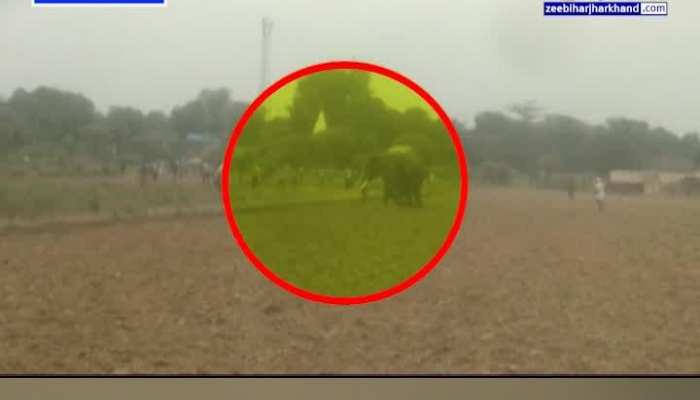 Arrah Viral Video: See what the mad elephant who entered the village did...