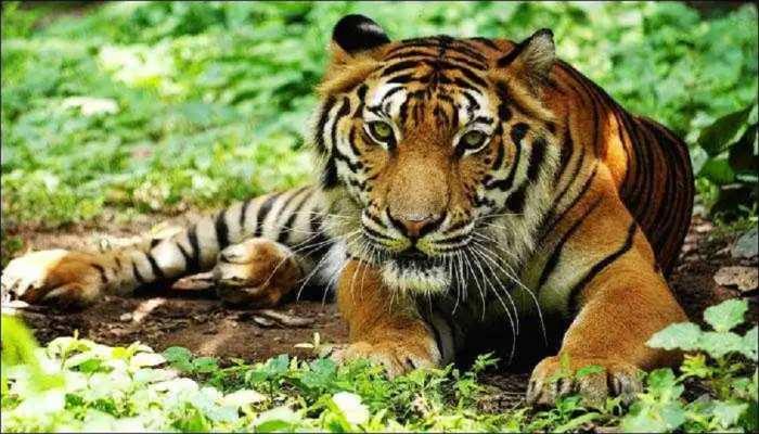 टाईगर रिजर्व से भटक कर बाघ पहुंचा 150 किलोमीटर दूर मोतिहारी, DM के नेतृत्व में चल रहा है रेस्क्यू ऑपरेशन टाईगर रिजर्व से भटक कर बाघ पहुंचा 150 किलोमीटर दूर मोतिहारी, DM के नेतृत्व में चल रहा है रेस्क्यू ऑपरेशन