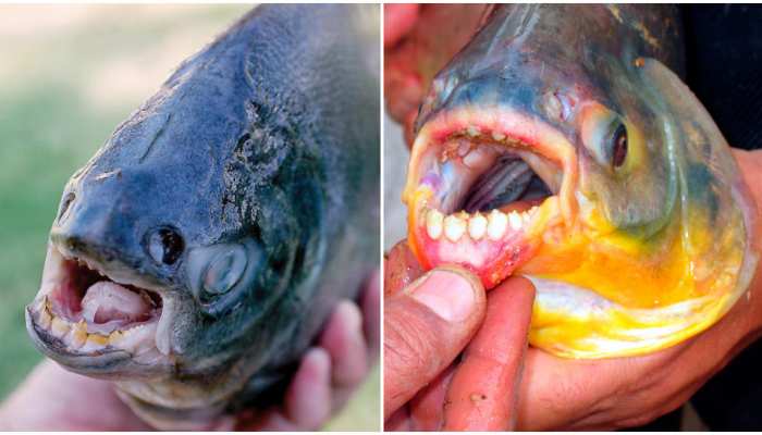 Weird News Of Testicle Eating Fish Pacu Eats Male Private Parts Weird News मर द क प र इव ट प र ट ख ज त ह Pacu मछल इ स न ज स द त बन रहस य Hindi News जर हटक