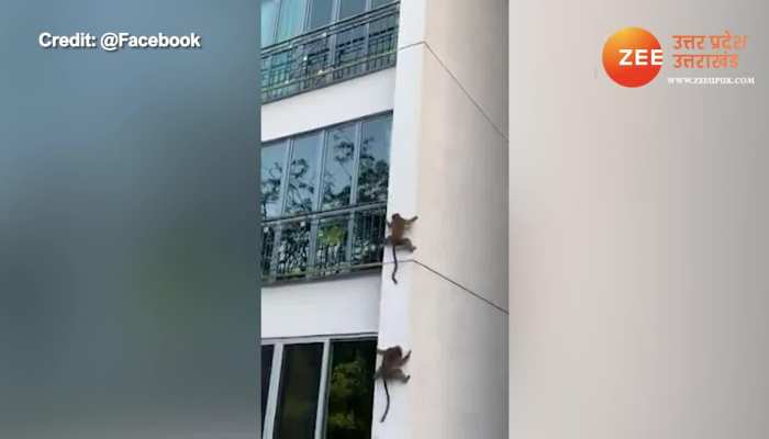 funny viral video of monkey climb down from building like spider man viral on social media smup