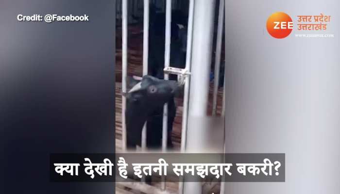 omg really shocking wise goat ran away after opening locked gate video gone viral on social media watch smup