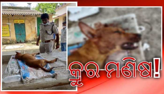 ବୁଲା କୁକୁର ମାରି ପୂର୍ବତନ BSNL କର୍ମଚାରୀ ଗିରଫ ବୁଲା କୁକୁର ମାରି ପୂର୍ବତନ BSNL କର୍ମଚାରୀ ଗିରଫ