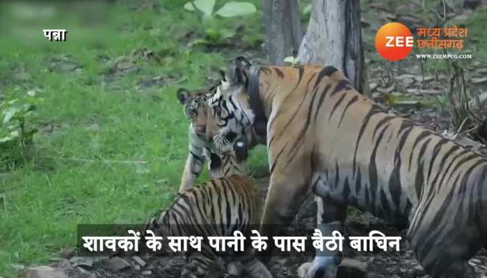 Panna Tiger Reserve released beautiful video of tigress and cubs mpap