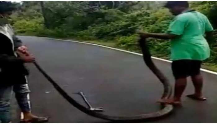 ଜଙ୍ଗଲରେ ସୁରକ୍ଷିତ ନୁହଁନ୍ତି King Cobra; ଦେଖନ୍ତୁ ଅବସ୍ଥା ଜଙ୍ଗଲରେ ସୁରକ୍ଷିତ ନୁହଁନ୍ତି King Cobra; ଦେଖନ୍ତୁ ଅବସ୍ଥା