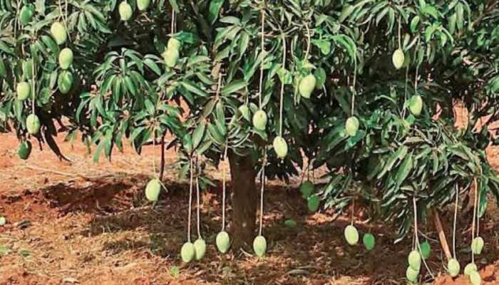 ଗୋଟିଏ ଗଛରେ ଫଳିଲା ୧୨୧ କିସମର ଆମ୍ବ, ଦେଖିବାକୁ ଜମୁଛି ଲୋକଙ୍କ ଭିଡ଼ ଗୋଟିଏ ଗଛରେ ଫଳିଲା ୧୨୧ କିସମର ଆମ୍ବ, ଦେଖିବାକୁ ଜମୁଛି ଲୋକଙ୍କ ଭିଡ଼
