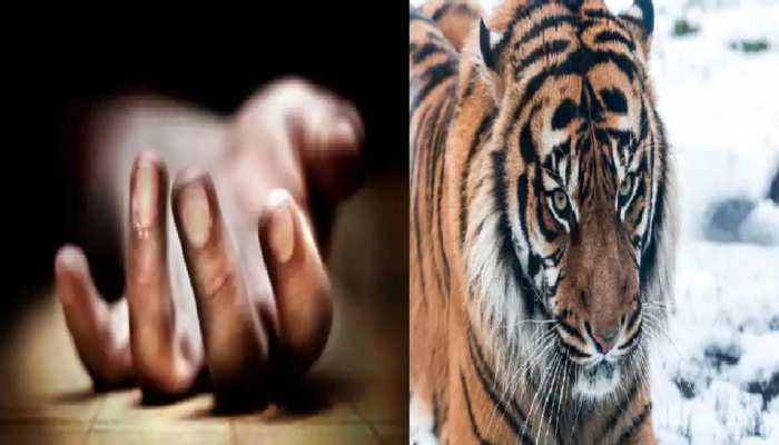 जंगल से भटके बाघ ने घास काट रहे युवक को उतारा मौत के घाट, दहशत में ग्रामीण जंगल से भटके बाघ ने घास काट रहे युवक को उतारा मौत के घाट, दहशत में ग्रामीण