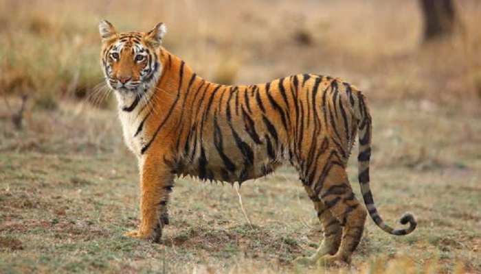 बगहा में बाघिन का 'आतंक', दहशत के साए में जी रहे लोग बगहा में बाघिन का 'आतंक', दहशत के साए में जी रहे लोग
