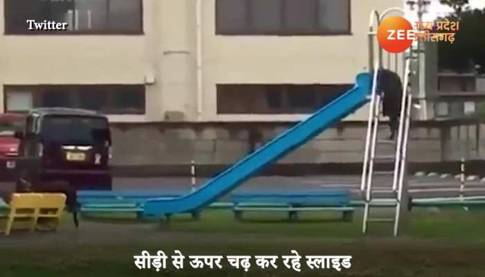 Watch two dogs enjoying sliding swing in park MPGS