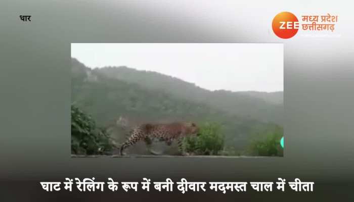 leopard seen in mandu delhi gate wall caught on camera dvmp