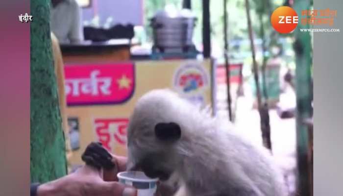 in indore zoo monkey is crazy for taste of ginger tea adrak ki chai mpsn