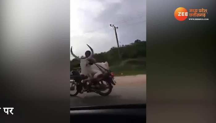 You will shocked to see bull sitting on back seat of bike watch video mpsn