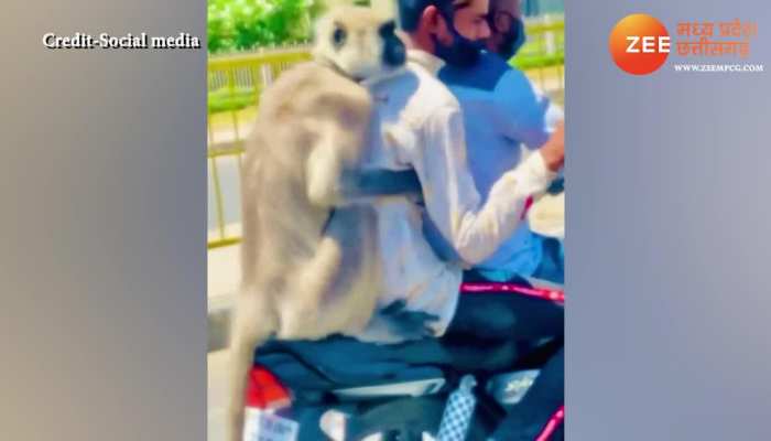 Monkey came out on high speed bike gaadi par nikla bandar video viral mpsn