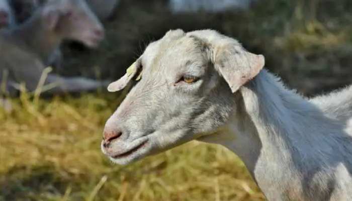 Bihar: पड़ोसी की बकरी के पास गया बकरा तो शख्स ने पीट-पीट कर मार डाला, 7 पर केस दर्ज Bihar: पड़ोसी की बकरी के पास गया बकरा तो शख्स ने पीट-पीट कर मार डाला, 7 पर केस दर्ज