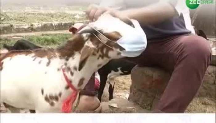 mask on goat face viral video