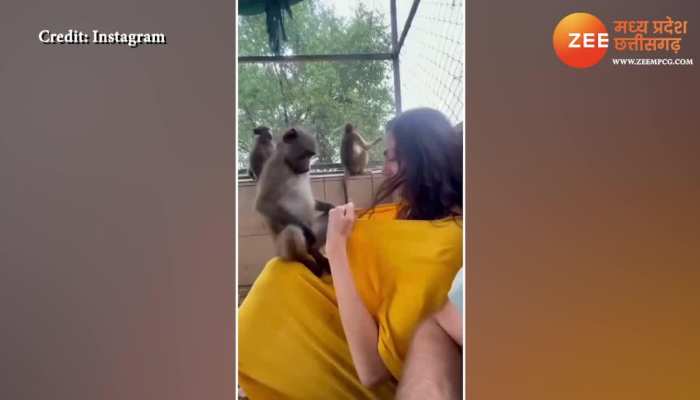 monkey entered girl T shirt ladki ke kapde me ghusa bandar video viral mpsn
