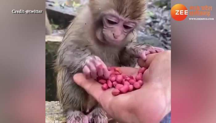 Monkey got hungry ate peanuts bandar ne kayi moongfali mpap