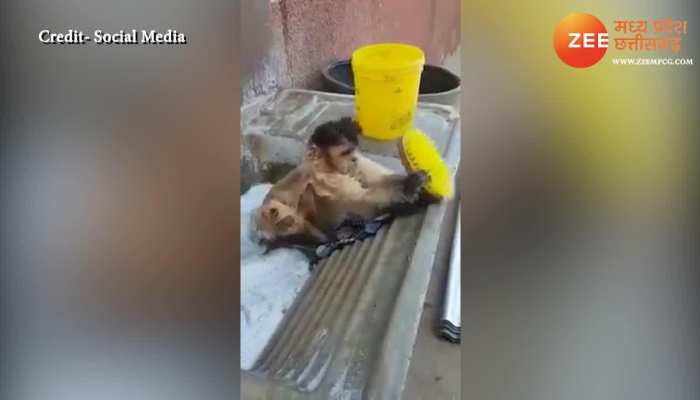 monkey punished washing clothes bandar ko mili kapde dhone ki saza see viral video dvmp