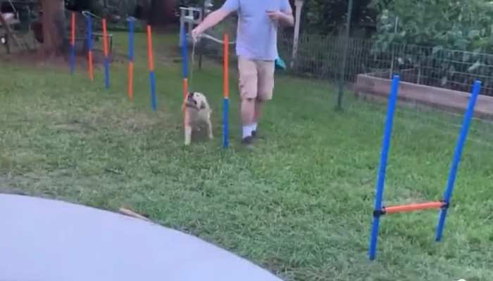 owner was training the dog watch the video
