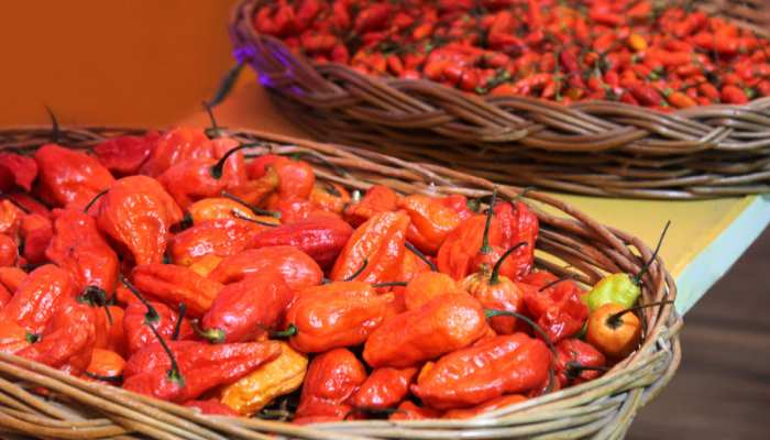 दुनिया में सबसे तीखी होती है 'भूत मिर्च', केवल इस जगह मिलती है