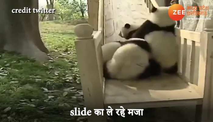 panda having fun enjoying sliding panda ki masti ka video huaa viral mpap