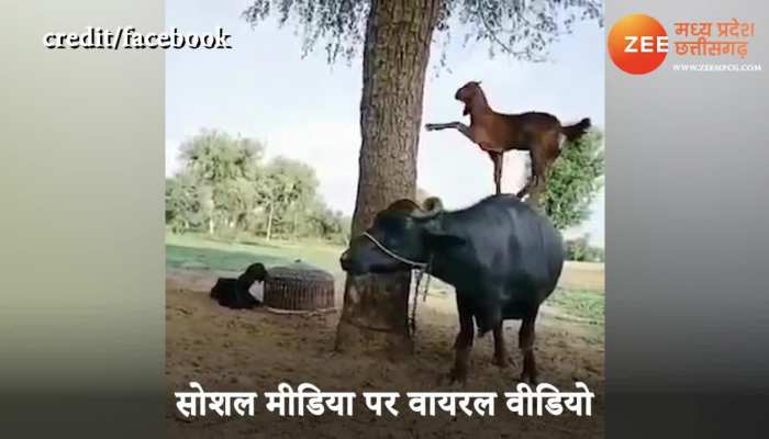 smartest goat if hungry help of buffalo bhais ke upar chadi bakri watch video mpsn