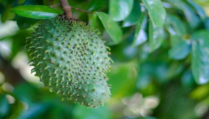 benefits of hanuman phal or lakshman phal for health know soursop fruit  benefits in hindi samp | Hanuman Phal Benefits: हनुमान फल के अंदर छिपी है  बहुत ज्यादा ताकत, इन रोगों से