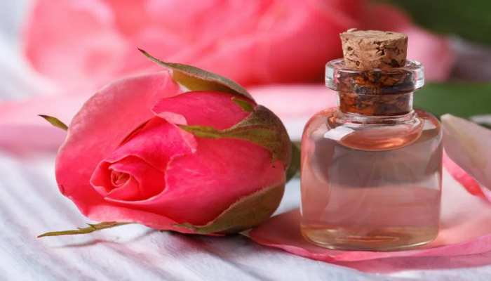 how to make pure rose water at home janiye gulab jal ke fayde samp | Rose  Water: चेहरे पर लगाना चाहिए शुद्ध गुलाब जल, जानें घर पर बनाने का आसान तरीका  |
