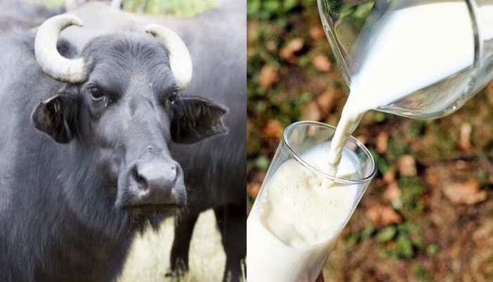 Buffalo milk health benefits janiye bhens ke doodh ke fayde brmp | Buffalo milk health benefits: भैंस का दूध पीने से दूर भाग जाती हैं कई बीमारियां, मिलते हैं यह जरबदस्त लाभ |