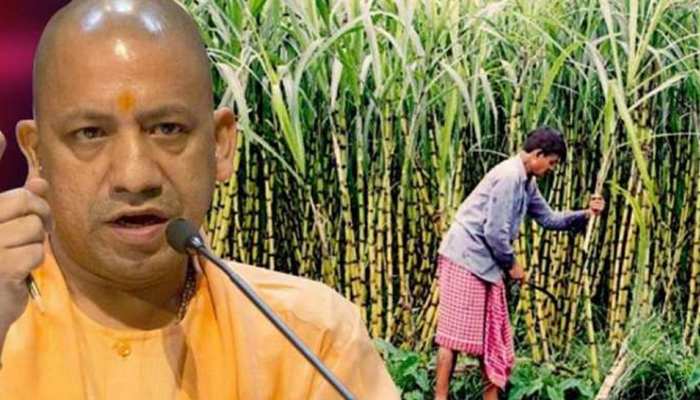 Good news for farmers CM Yogi announced to increase the price of sugarcane  by 25 smup | चुनावी साल में यूपी के किसानों के लिए खुशखबरी, योगी सरकार ने  25 रुपए बढ़ाया