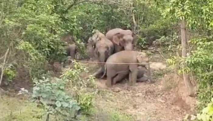 Terror of elephants resums in Surajpur Forest Department employees and MLA  are mum | सूरजपुर इलाके में हाथियों का आतंक लगातार जारी, वन विभाग  कर्मचारियों और विधायक जी ने साधी ...