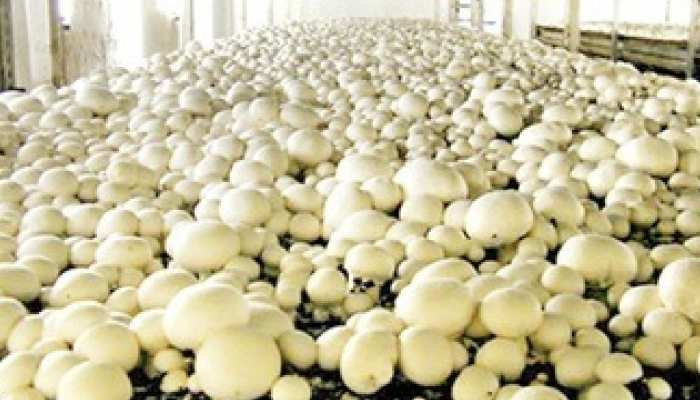 Mushroom Farming for Unempolyed Youth and Farmers can do wonders know process from Expert mpas | मशरूम की खेती करें किसान! साल भर मिलेगा फायदा, विशेषज्ञों ने बताया- इन बातों का रखें