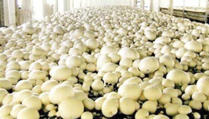 Mushroom Farming for Unempolyed Youth and Farmers can do wonders know  process from Expert mpas | मशरूम की खेती करें किसान! साल भर मिलेगा फायदा,  विशेषज्ञों ने बताया- इन बातों का रखें