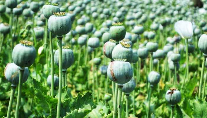 opium farming opium crop license process what is the per gram price of opium  dvmp | अफीम की खेती कहां-कहां होती है, इसके लिए क्यों लेना पड़ता है सरकारी  लाइसेंस, कौन कर