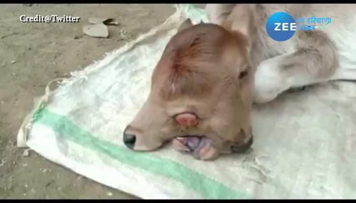 Video Viral Two-headed and three-eyed calf born on Navratri, getting worshiped