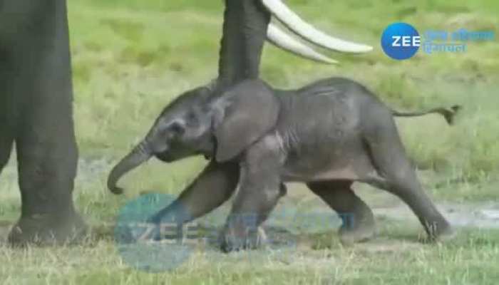 'Life is every step, a new battle', see the struggle of the baby elephant