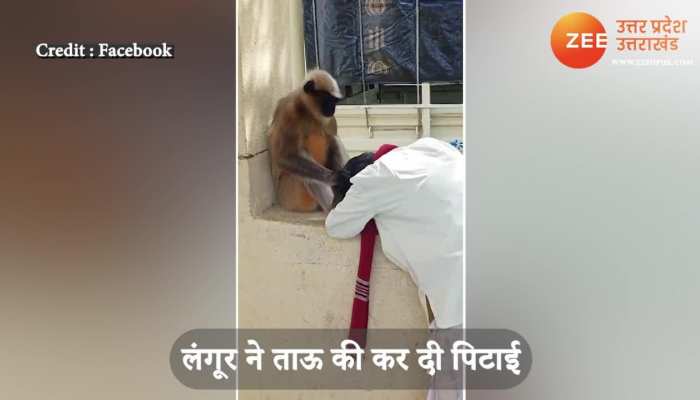 Funny bandar video Tau stood with folded hands in front of the langur plucked hair like a child SPUP
